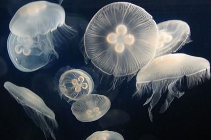 Làm thế nào sứa bionic thúc đẩy khám phá đại dương