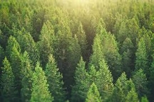 5 bài học từ Tuần lễ Khí hậu ở New York để giúp chúng ta chống lại nạn phá rừng
