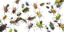 5 cách bạn có thể bảo vệ côn trùng nếu bạn sống trong thành phố