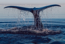 Tại sao cứu cá voi lại quan trọng hơn việc trồng cây trong công cuộc bảo vệ Trái Đất? Đây là câu trả lời